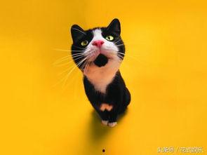 娱乐吃瓜猫作品原声,原声音乐背后的故事与魅力